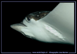 The face of an Eagle Ray... :O) by Michel Lonfat 